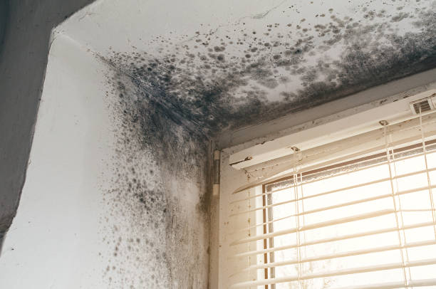 Affordable Attic Mold Remediation solutions in Melissa, TX